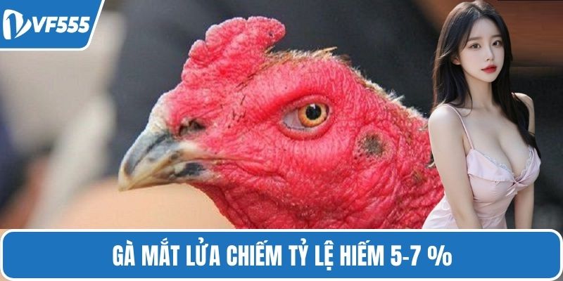 Gà mắt lửa chiếm tỷ lệ hiếm 5–7 %