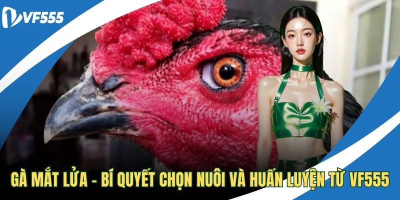 Gà mắt lửa
